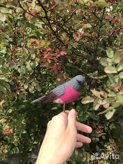 Малиновка птица