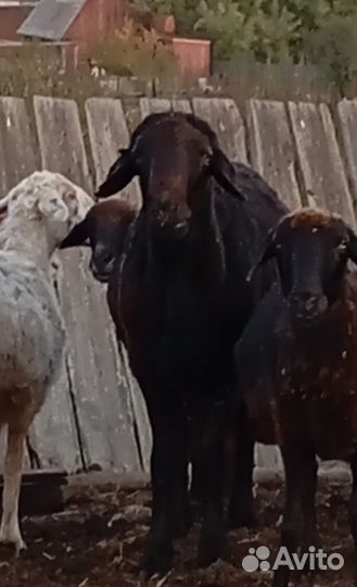 Продам Баранов на племя