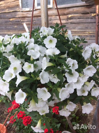 Рассада вегетативной петунии