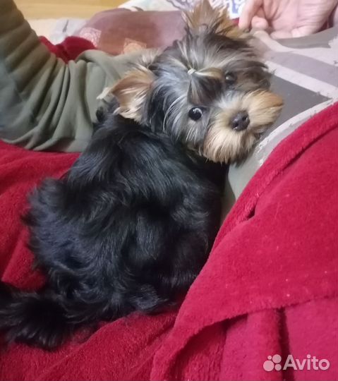 Мальчик и девочка йорка