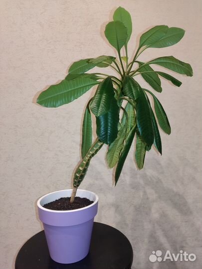 Комнатный цветок