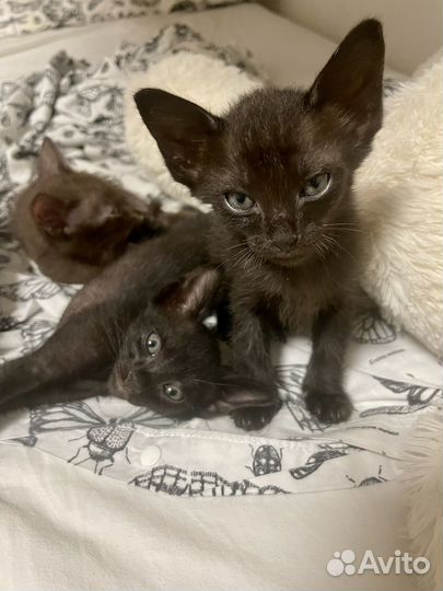 Котята петерболд