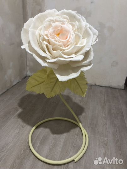 Ростовой цветок роза