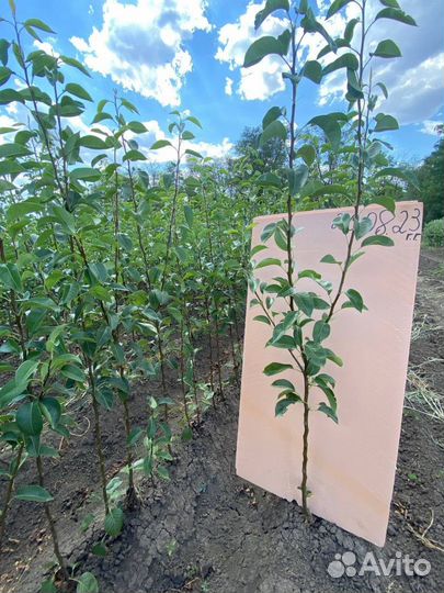 Саженцы груши ва-29 (Айва)