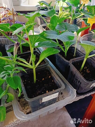 Рассада арбузов,капусты,перца,тыквы