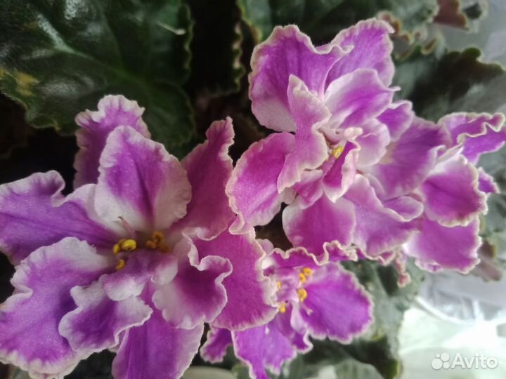 Комнатные цветы