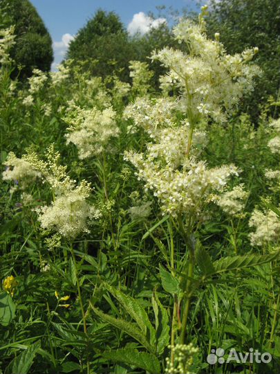 Таволга,иван-чай,клевер лесной,лапчатка,зверобой