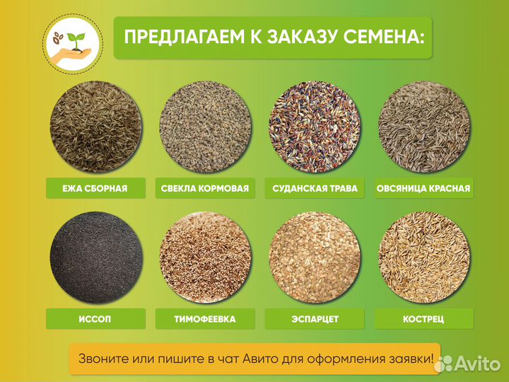 Семена мятлика