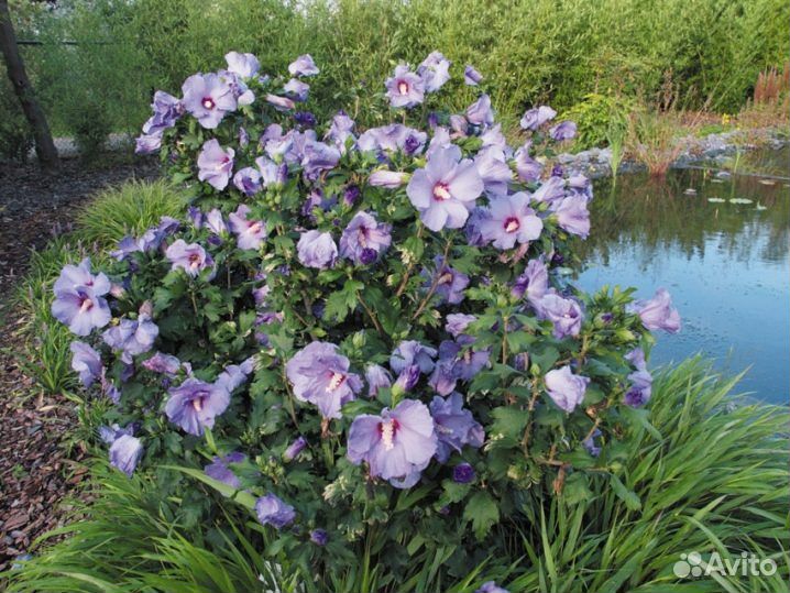 Гибискус садовый