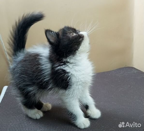 Котик Экзот в любимцы