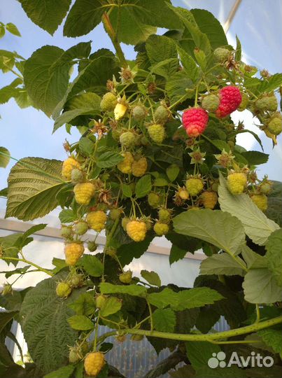 Ремонтантная малина