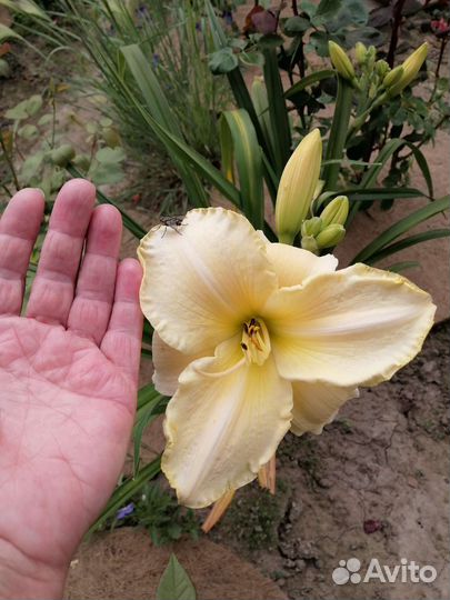 Лилейник. лилия Саранка, мартагон, азиатка