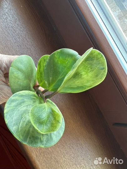 Пеперомия туполистная вариегатная