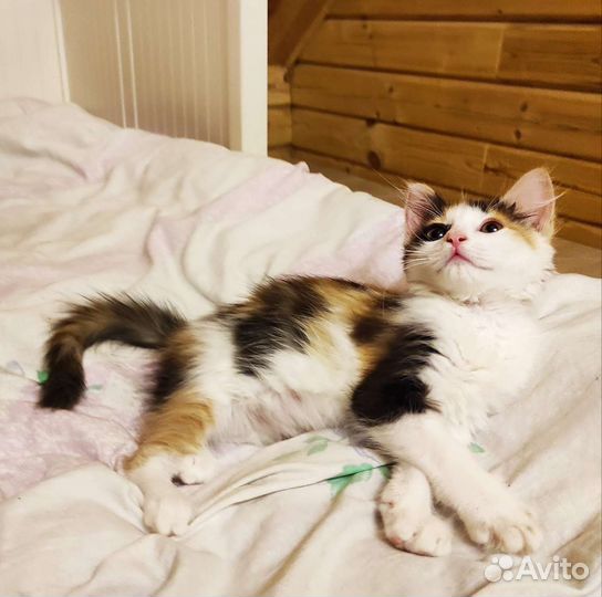 Котёнок в добрые руки Бесплатно