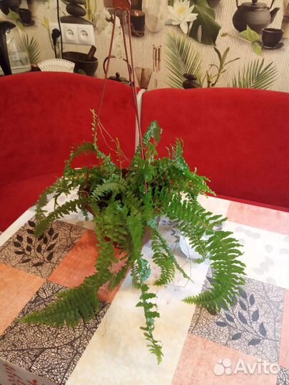 Комнатные цветы