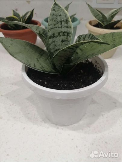 Сансевиерия ханни Крем