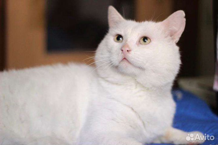 Роскошный Олаф ищет семью