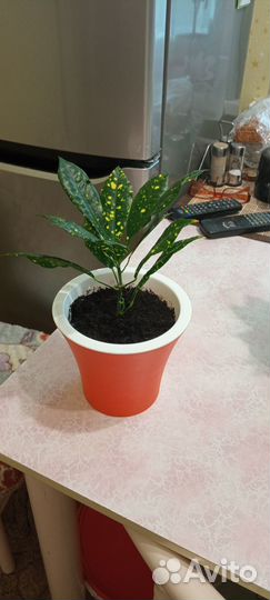 Аукуба японская