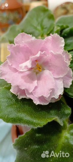 Фиалка сортовая Розовая акварель