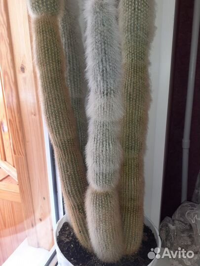 Кактус шикарный