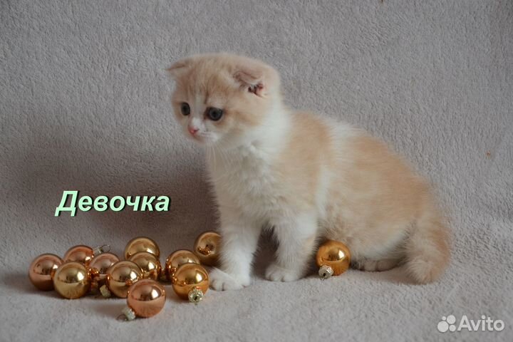 Шотландские вислоухие котята