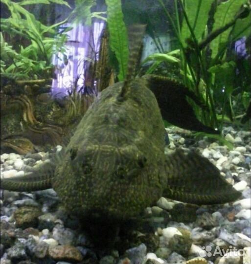 Птеригоплихт