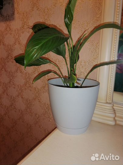 Спатифиллум