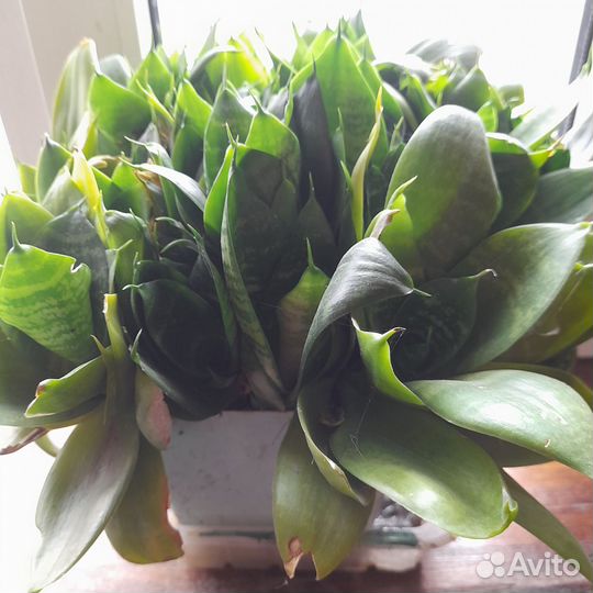 Комнатные домашние растения