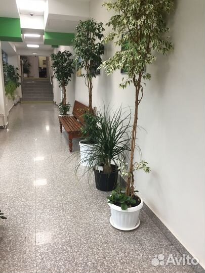 Уход за горшечными цветами