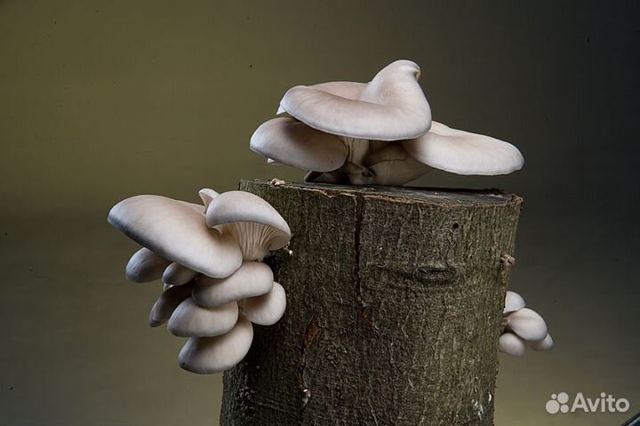 Мицелий Вешенки, Опёнка, Шиитаке, Гериций/Ежовик