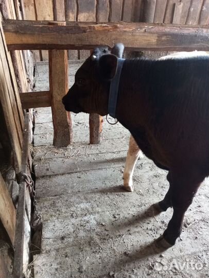 Коровы с телятами. Бычки