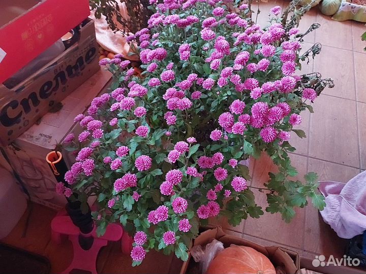 Хризантемы