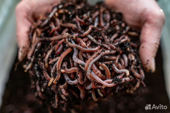 Черви - Дендробена Венета и навозник