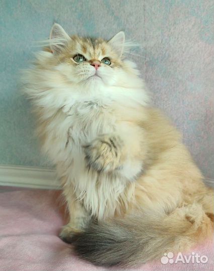 Золотые котята
