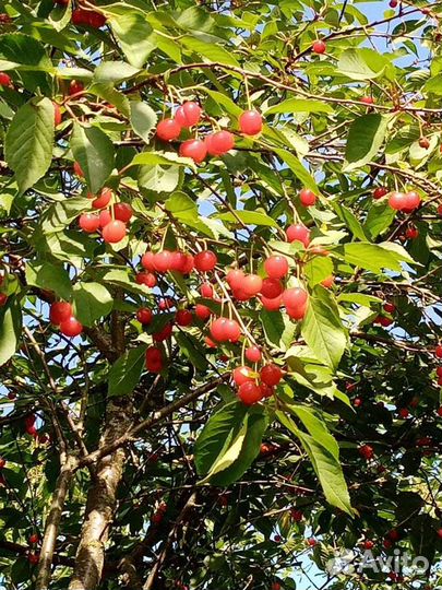 Выборг, Саженцы кустовой вишни