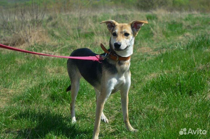 Собака из приюта в добрые руки бесплатно