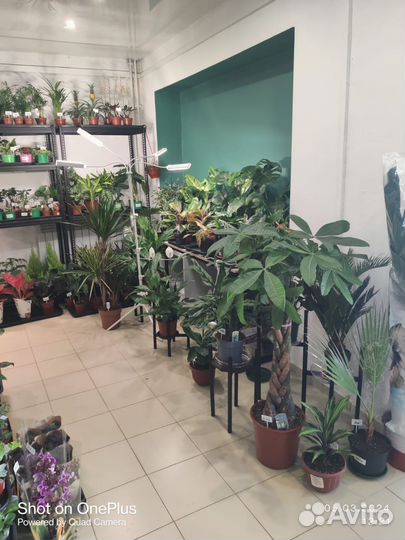 Комнатные домашние растения большие цветы