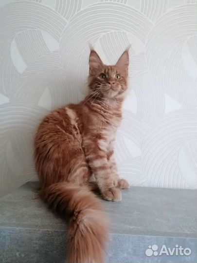 Котята мейн-кун рыжие