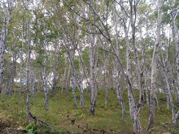 Участок 4 сот. (СНТ, ДНП)