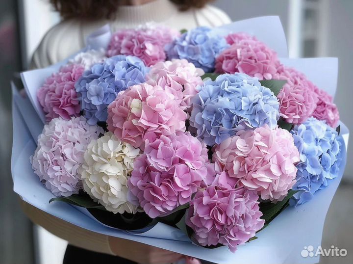 Гортенизии