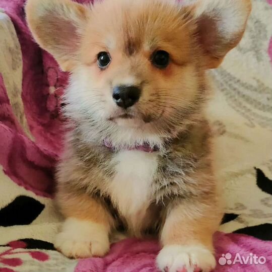 Вельш корги пемброк щенки