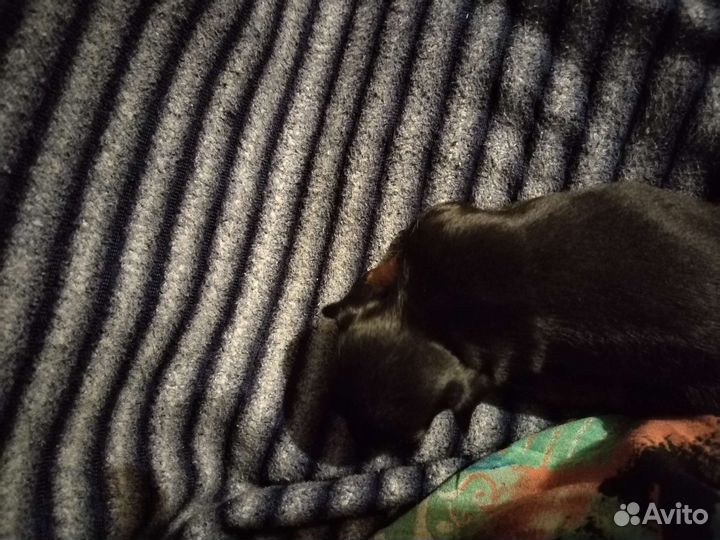 Мини той-терьер