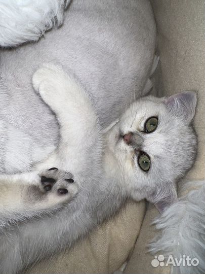 Британская кошка