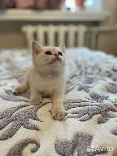 Шотландский котенок мальчик