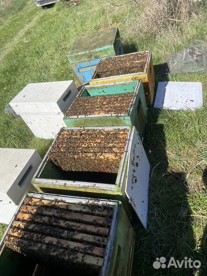 Продам пчелосемьи, пчелы