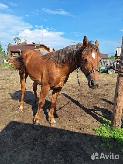 Кобылка русский тяжеловоз