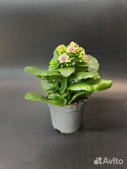 Каланхоэ каландива