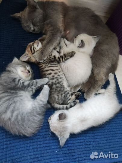 Британские котята