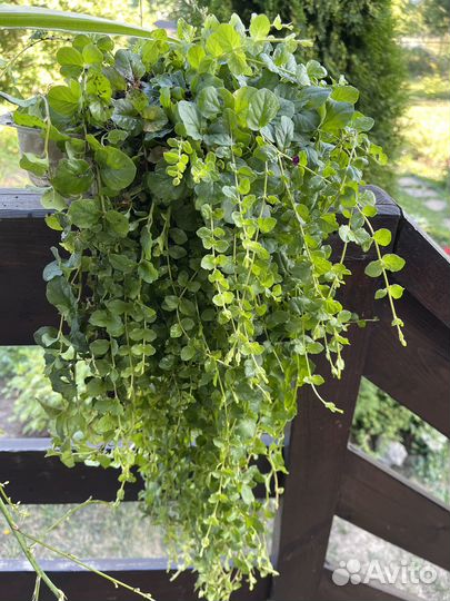 Вербейник монетчатый ампельный и хлорофитум