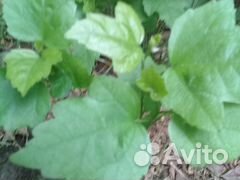 Саженцы,семена: гибискус,пальма,лавр